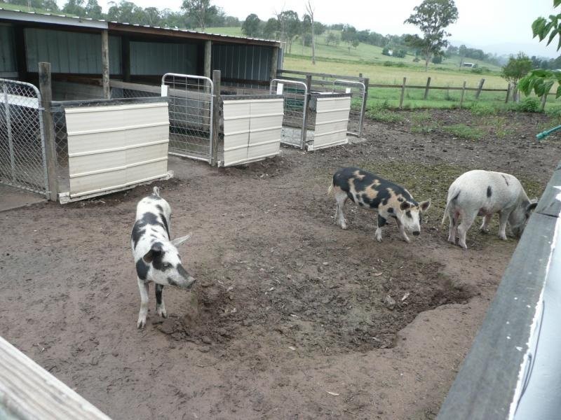 4523 Boonah Rathdowney Road, Rathdowney QLD 4287