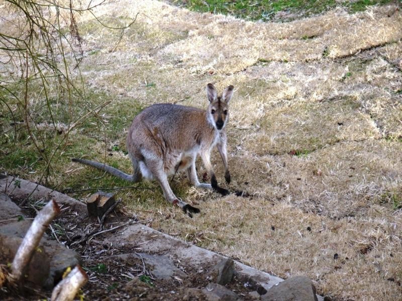Kooralbyn QLD 4285