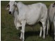 Lot 2 Oaky Scrub Road, Innisplain QLD 4285