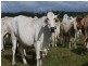Lot 2 Oaky Scrub Road, Innisplain QLD 4285