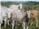 Lot 2 Oaky Scrub Road, Innisplain QLD 4285