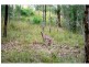 87 Von Nida Drive, Kooralbyn QLD 4285