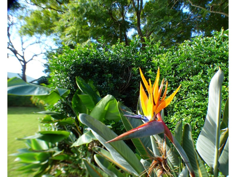 4 Erika Court, Beaudesert QLD 4285