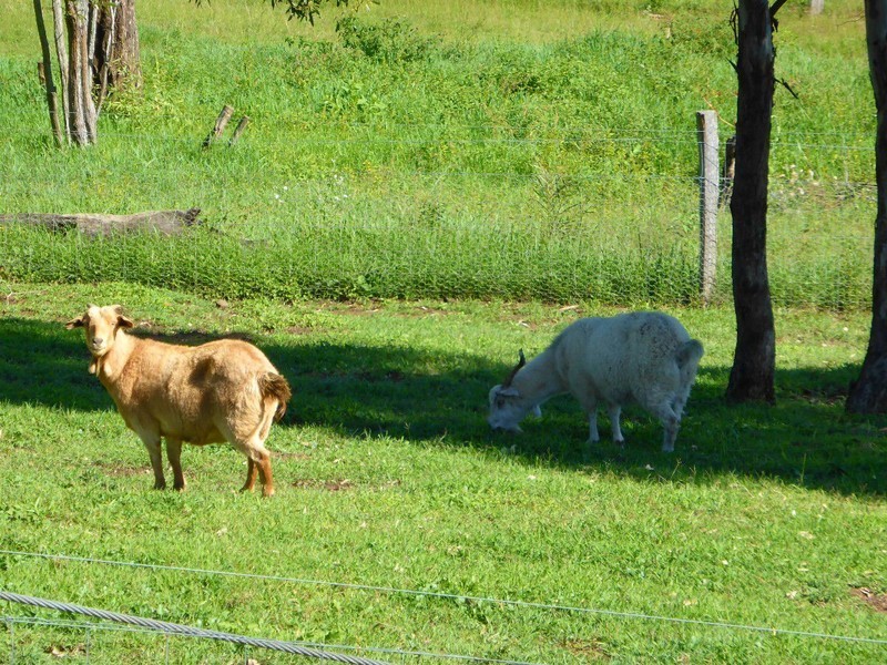 Veresdale QLD 4285