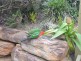 Kooralbyn QLD 4285