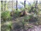 141 Haygarth Drive, Kooralbyn QLD 4285
