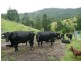 Lamington QLD 4285