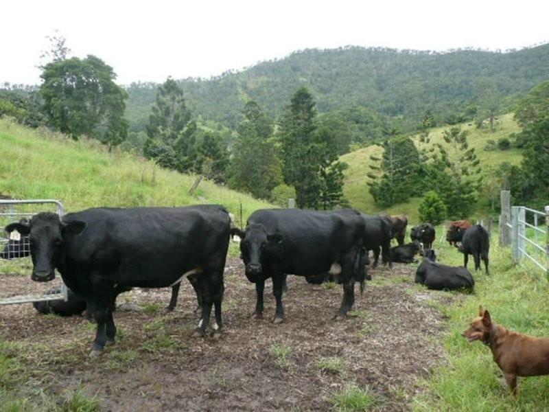 Lamington QLD 4285