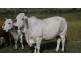Lot 2 Oaky Scrub Road, Innisplain QLD 4285
