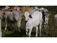 Lot 2 Oaky Scrub Road, Innisplain QLD 4285