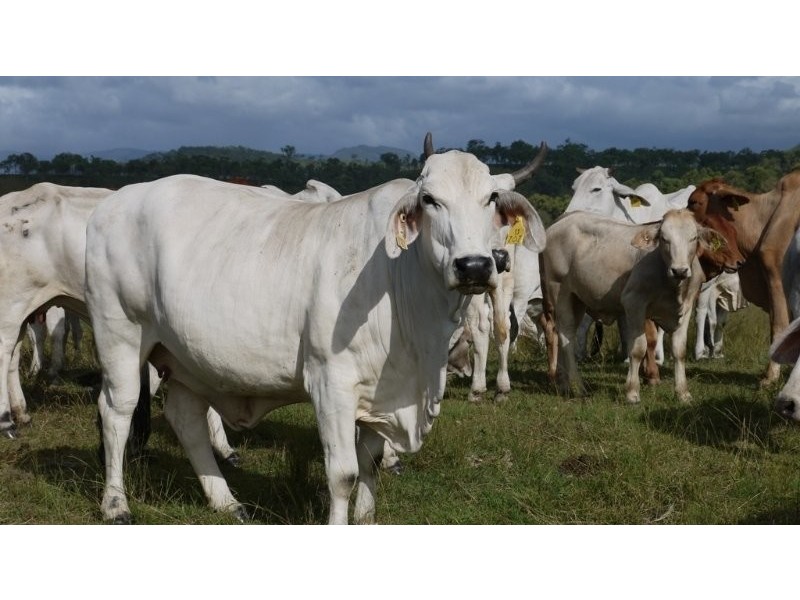 Lot 2 Oaky Scrub Road, Innisplain QLD 4285