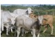 Lot 2 Oaky Scrub Road, Innisplain QLD 4285