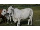 Lot 2 Oaky Scrub Road, Innisplain QLD 4285