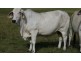 Lot 2 Oaky Scrub Road, Innisplain QLD 4285