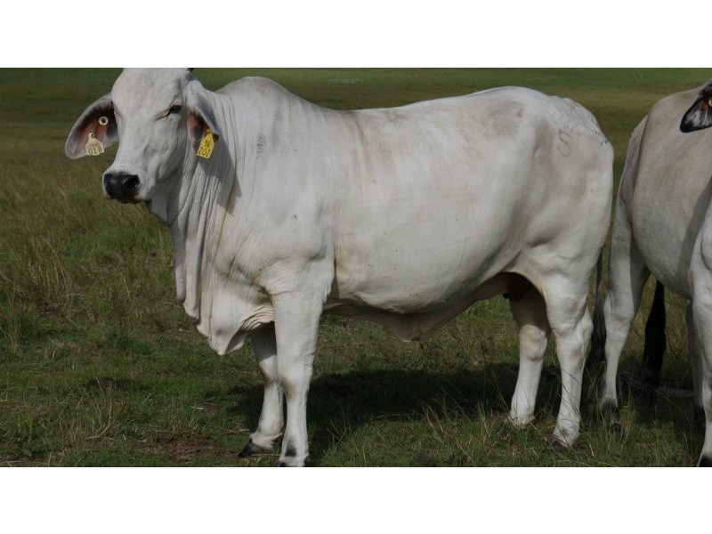 Lot 2 Oaky Scrub Road, Innisplain QLD 4285