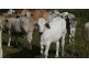Lot 2 Oaky Scrub Road, Innisplain QLD 4285