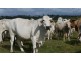Lot 2 Oaky Scrub Road, Innisplain QLD 4285