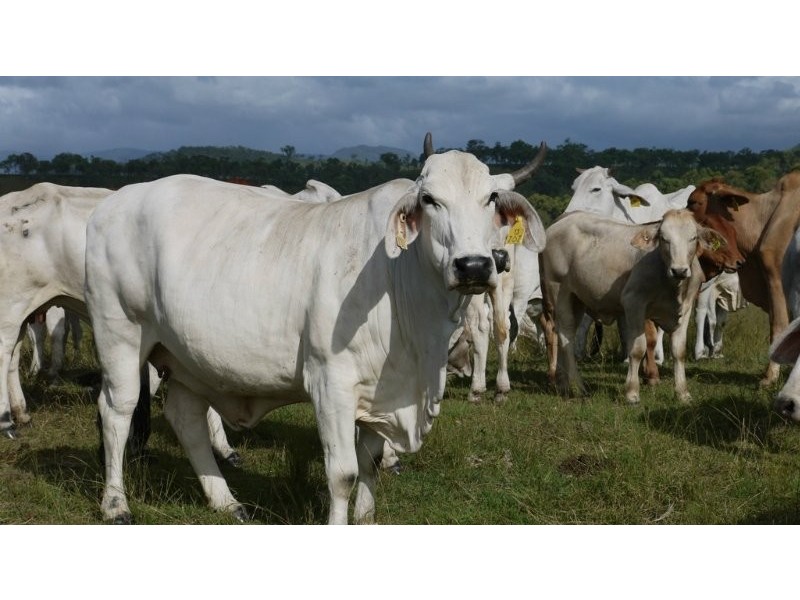 Lot 2 Oaky Scrub Road, Innisplain QLD 4285