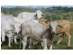 Lot 2 Oaky Scrub Road, Innisplain QLD 4285