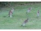 Kooralbyn QLD 4285