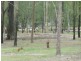 Jimboomba QLD 4280