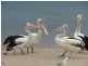Bongaree QLD 4507