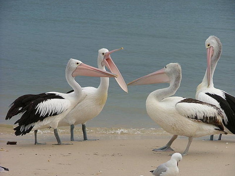 Bongaree QLD 4507