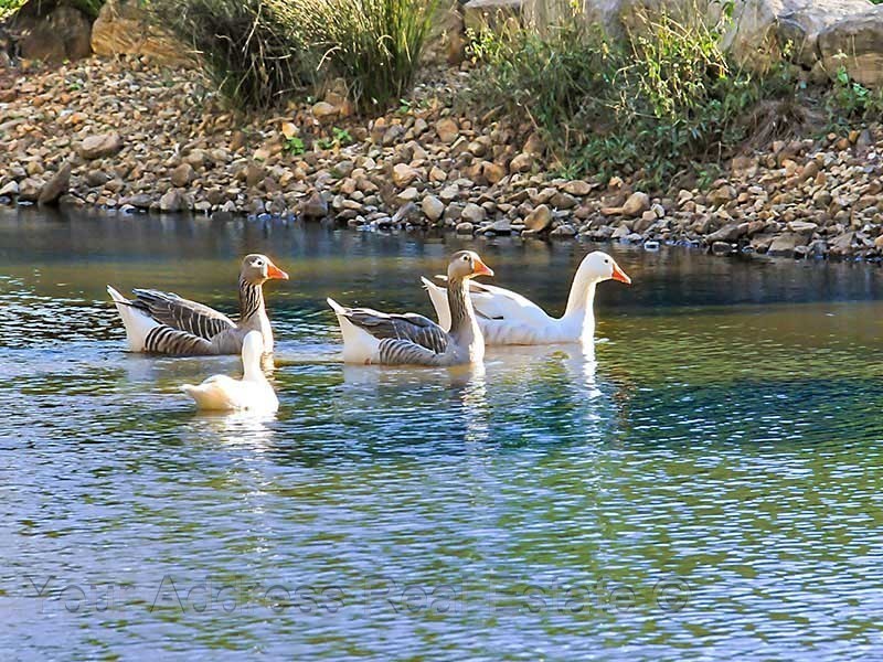 115 Dickman Road, Forestdale QLD 4118