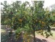 803 Leadingham Creek Road, Dimbulah QLD 4872