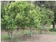 Arriga QLD 4880