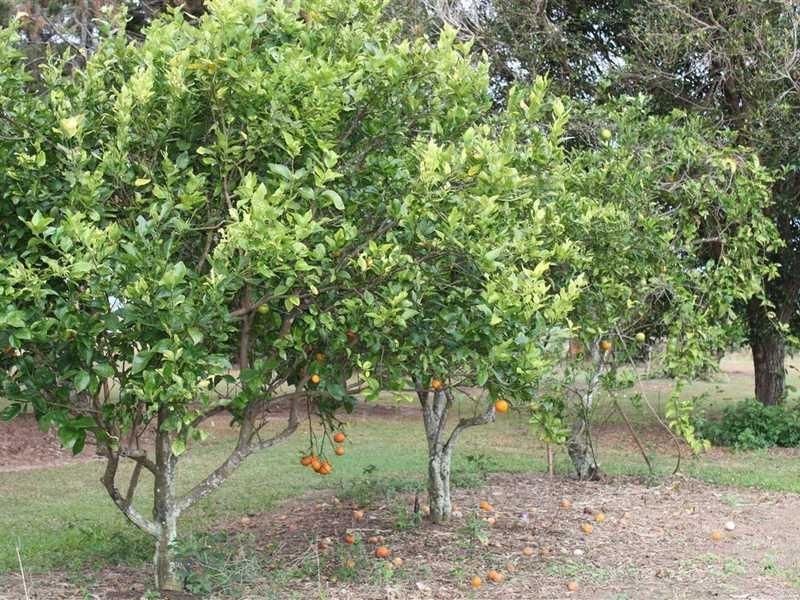 Arriga QLD 4880