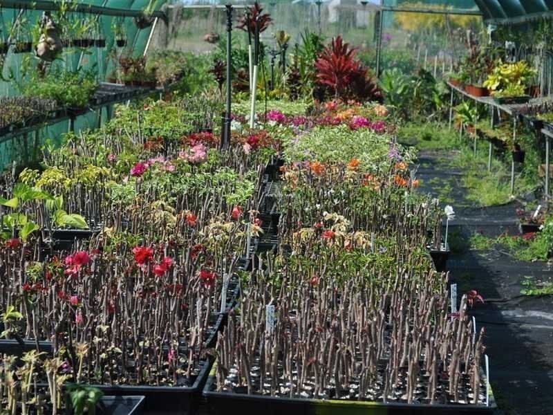 1077 Carmen Road, Paddys Green QLD 4880