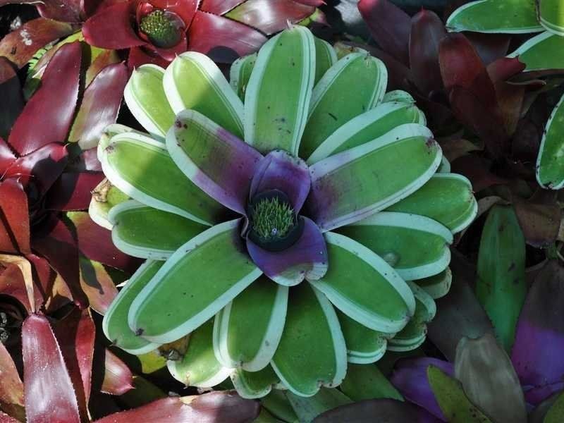 1077 Carmen Road, Paddys Green QLD 4880