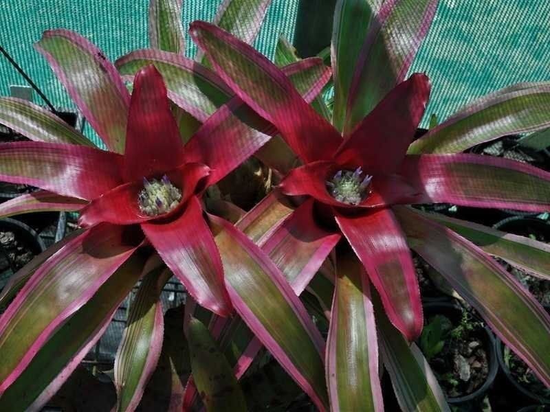 1077 Carmen Road, Paddys Green QLD 4880