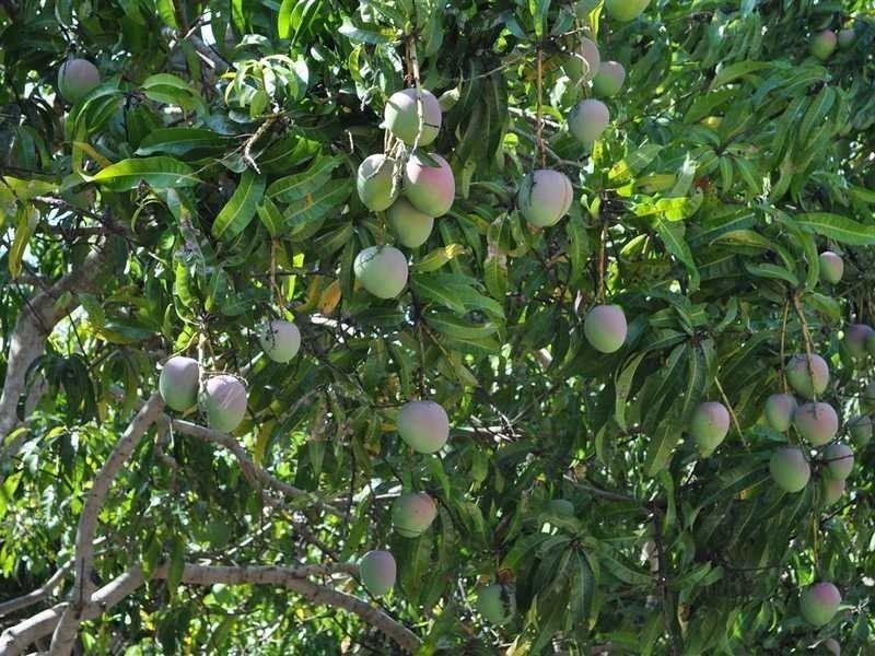 1077 Carmen Road, Paddys Green QLD 4880