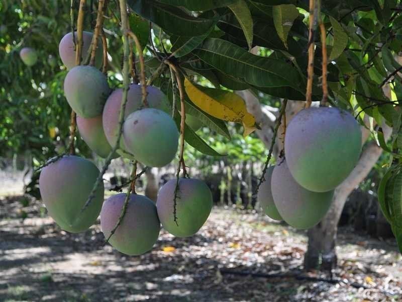 1077 Carmen Road, Paddys Green QLD 4880