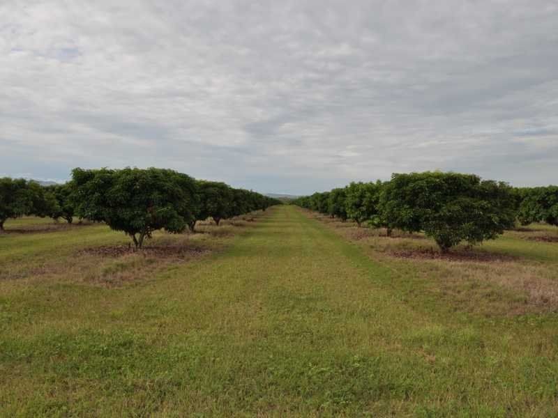 Randazzo Road, Mareeba QLD 4880