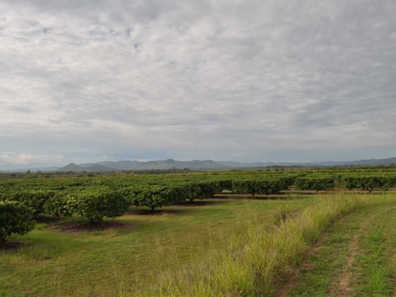 Randazzo Road, Mareeba QLD 4880