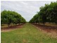 Randazzo Road, Mareeba QLD 4880