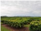 Randazzo Road, Mareeba QLD 4880