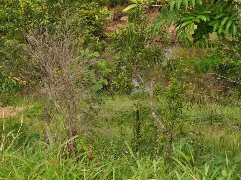 Mareeba QLD 4880