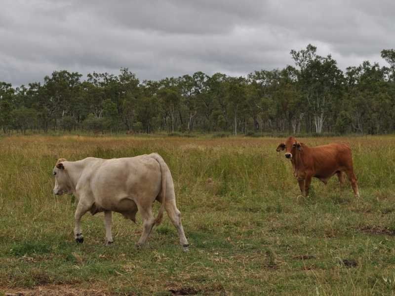 119 Top Eureka Road, Dimbulah QLD 4872