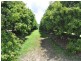 Koah QLD 4881