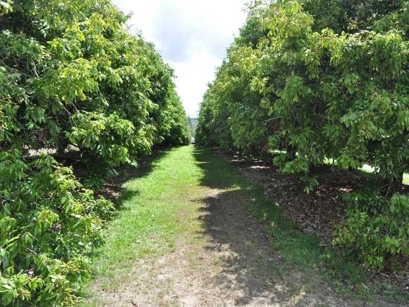 Koah QLD 4881