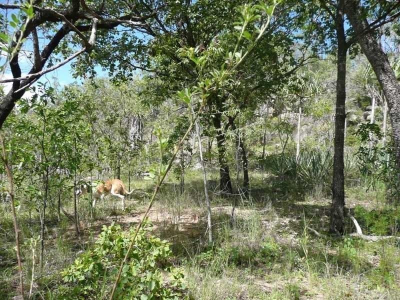 Lot 60 Leafgold Weir Road, Dimbulah QLD 4872