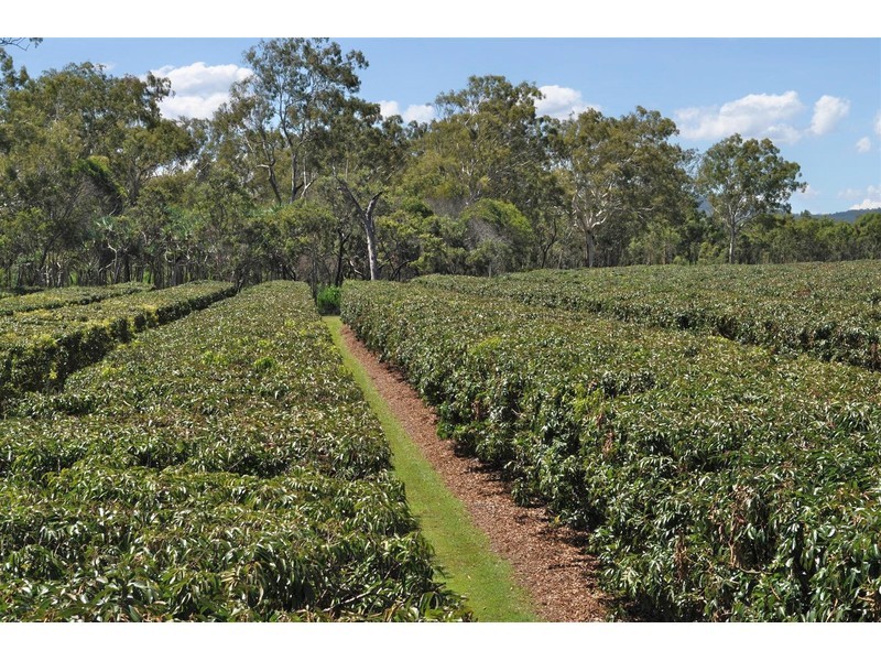 375 Bower Road, Mareeba QLD 4880