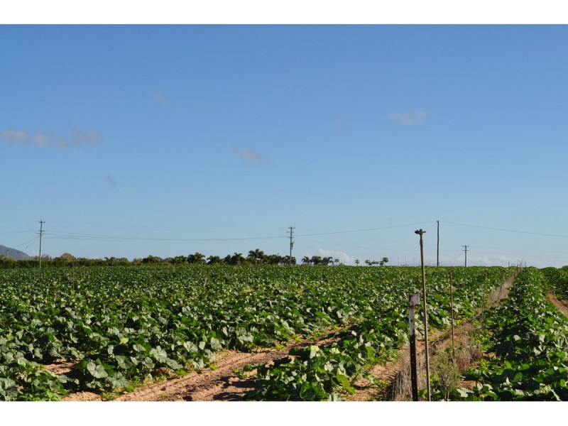 Lot 3, 1013 Mareeba – Dimbulah Road, Mareeba QLD 4880