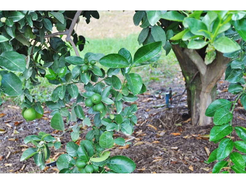 88-112 Sandy Creek Road, Dimbulah QLD 4872