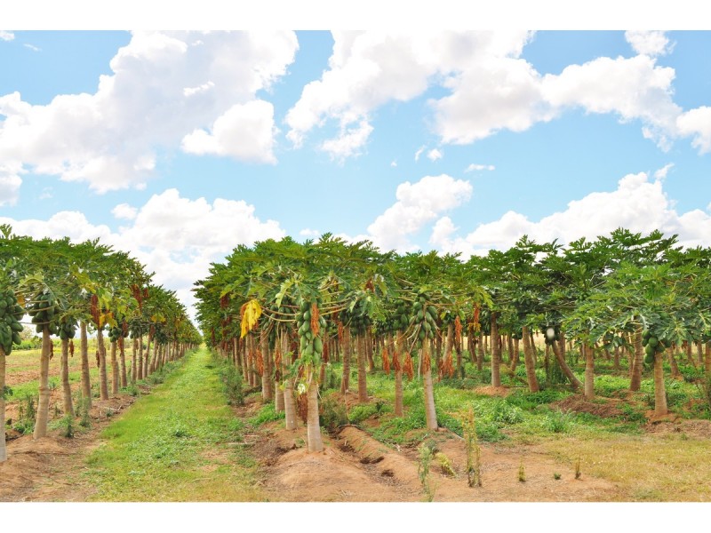 88-112 Sandy Creek Road, Dimbulah QLD 4872