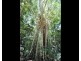 Lot 1 Bump Road, Julatten QLD 4871